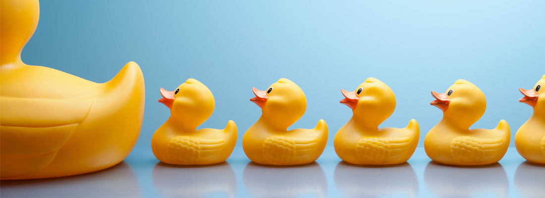 A row of yellow, rubber ducks